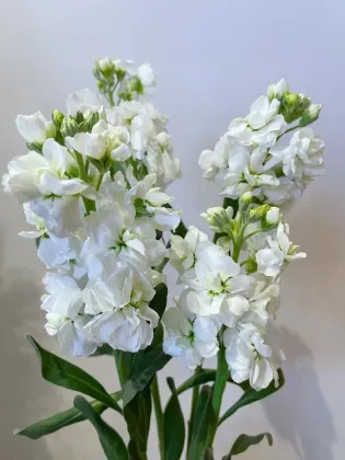 High Quality Fresh Cut Flowers White Violet Flowers