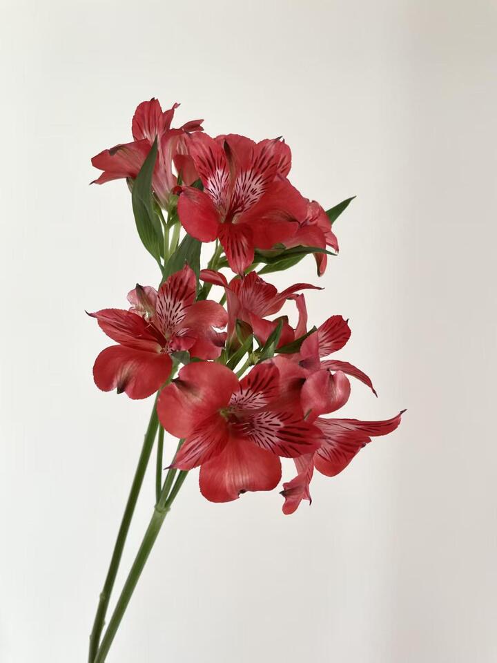 Red Alstroemeria
