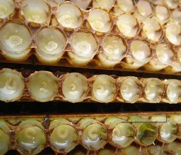 Bee milk organic natural fresh royal jelly for sale