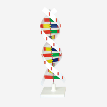 DNA Model, DNA Activity model