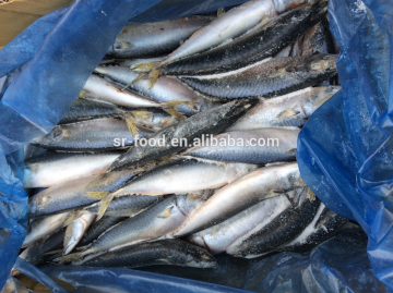 frozen mackerel for sale
