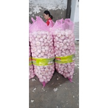 garlic container load in garlic factory