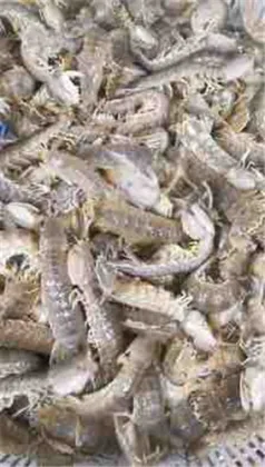 Mantis Shrimp frozen seafood