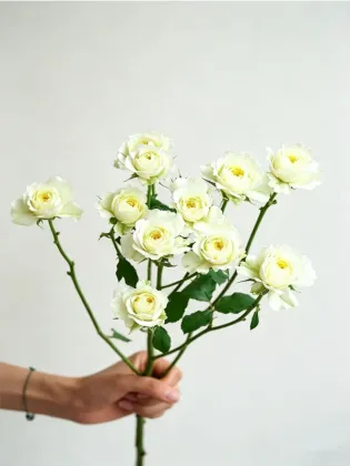 Warm Jade Multi-headed rose