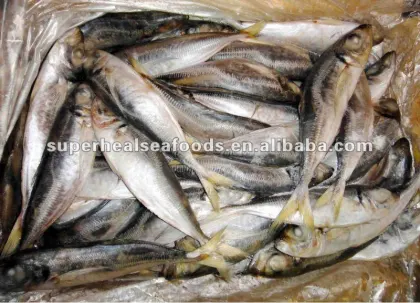 Frzoen horse mackerel Jack mackerel