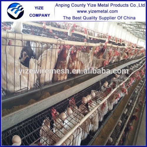 China Manufacture raising broiler chicken farm poultry equipment for sale