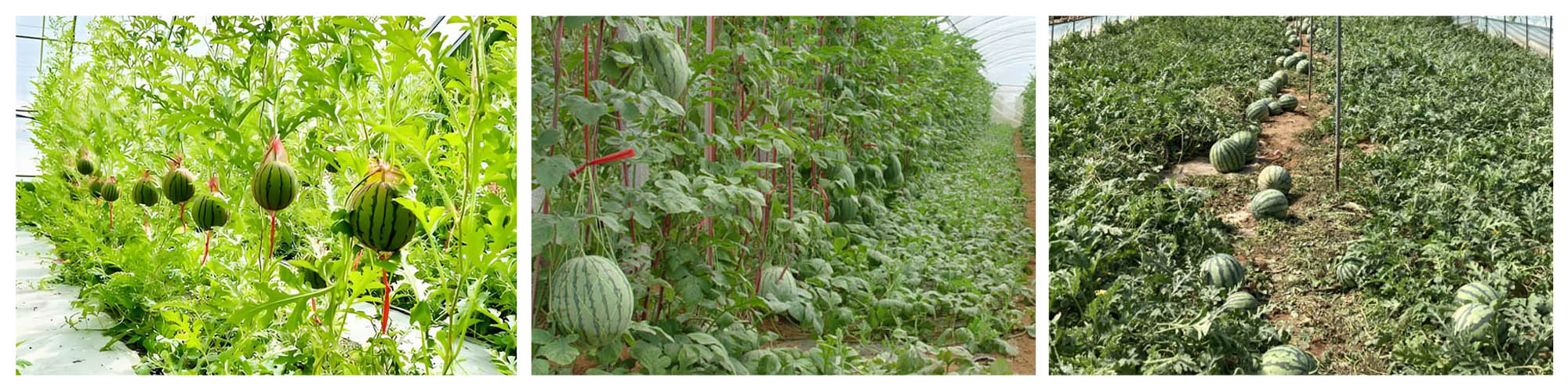 watermelon greenhouse