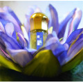 Blue Lotus Essential Oil Perfect