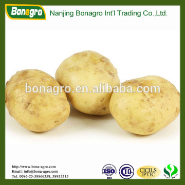 shandong new crop fresh Holland Potato