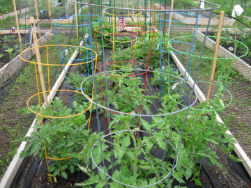 High qulity Tomato cages