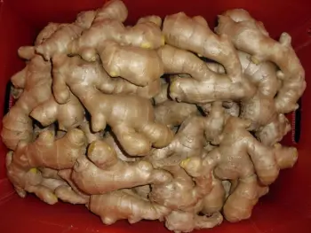 Wholesale Price Air Dried Ginger with good quality