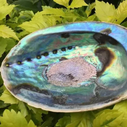 New Zealand Blue Rainbow Abalone Shell - Wholesale Clean and Natural Paua Seashells