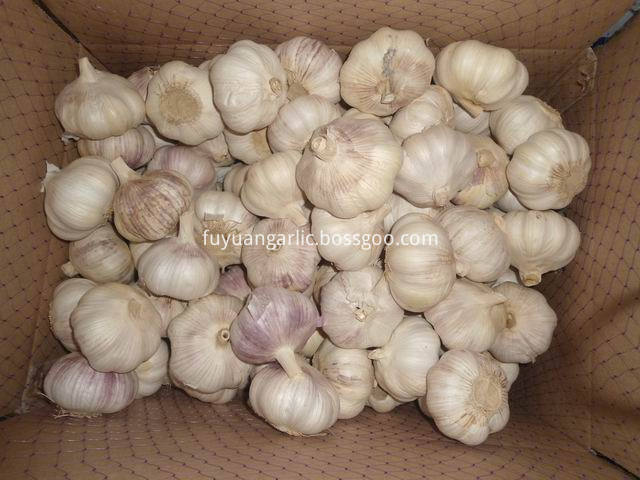 big size garlic 1