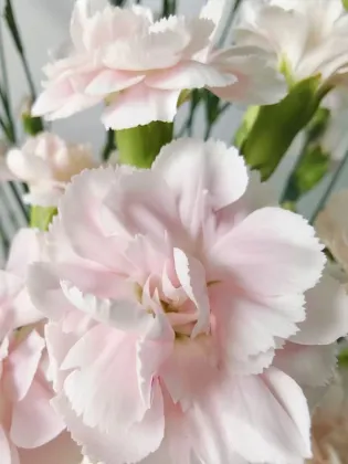 Spray carnation powder prince