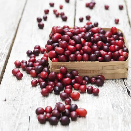 Wholesale cranberry fruit powder