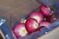 Hotsale Red Peeled Onion o dobrej jakości