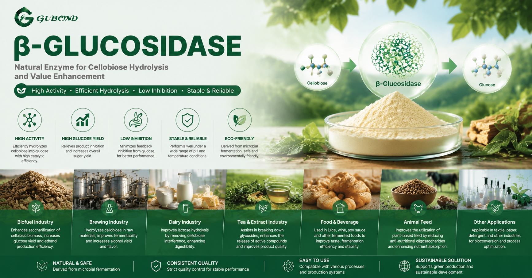 β‑Glucosidase