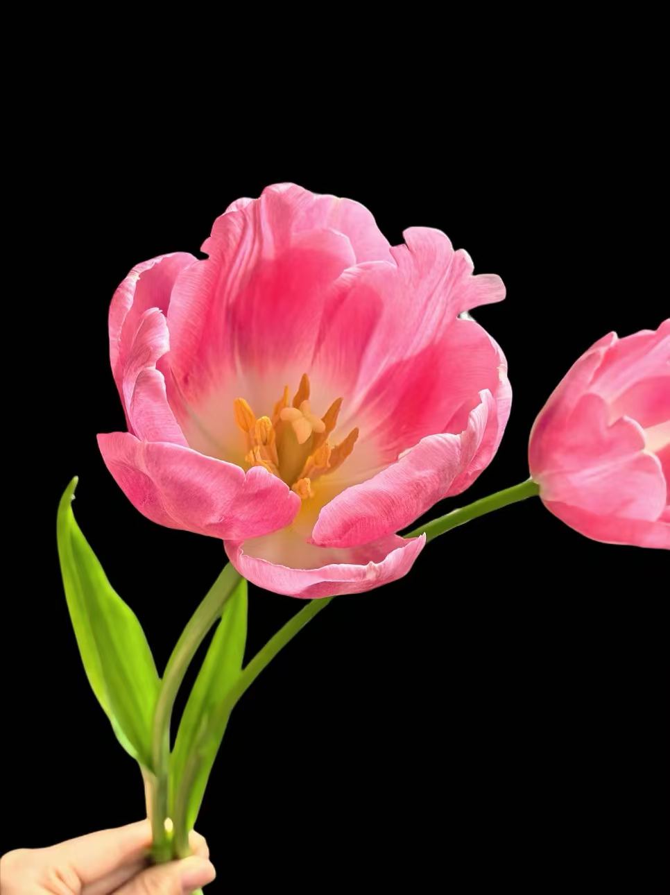 Fresh cut Tulip Dynasty 4