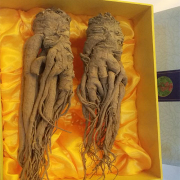 angelica acutiloba root tea