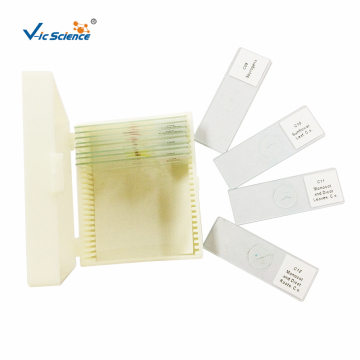 Set di 12 vetrini per microscopio di biologia scolastica
