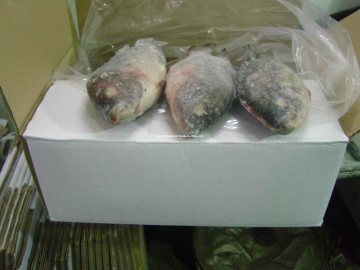 Tilapia Fish