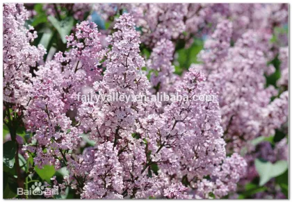 High Quality Lilac Syringa oblata Winter Daphne seeds