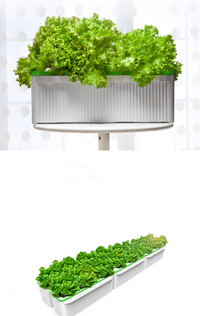 hydroponics7