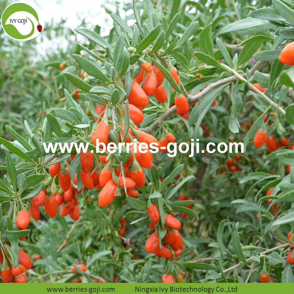 Conventional Goji Berries