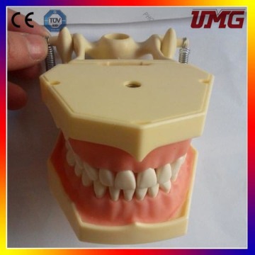 Standard Teeth Model (nissin) /Dental Model