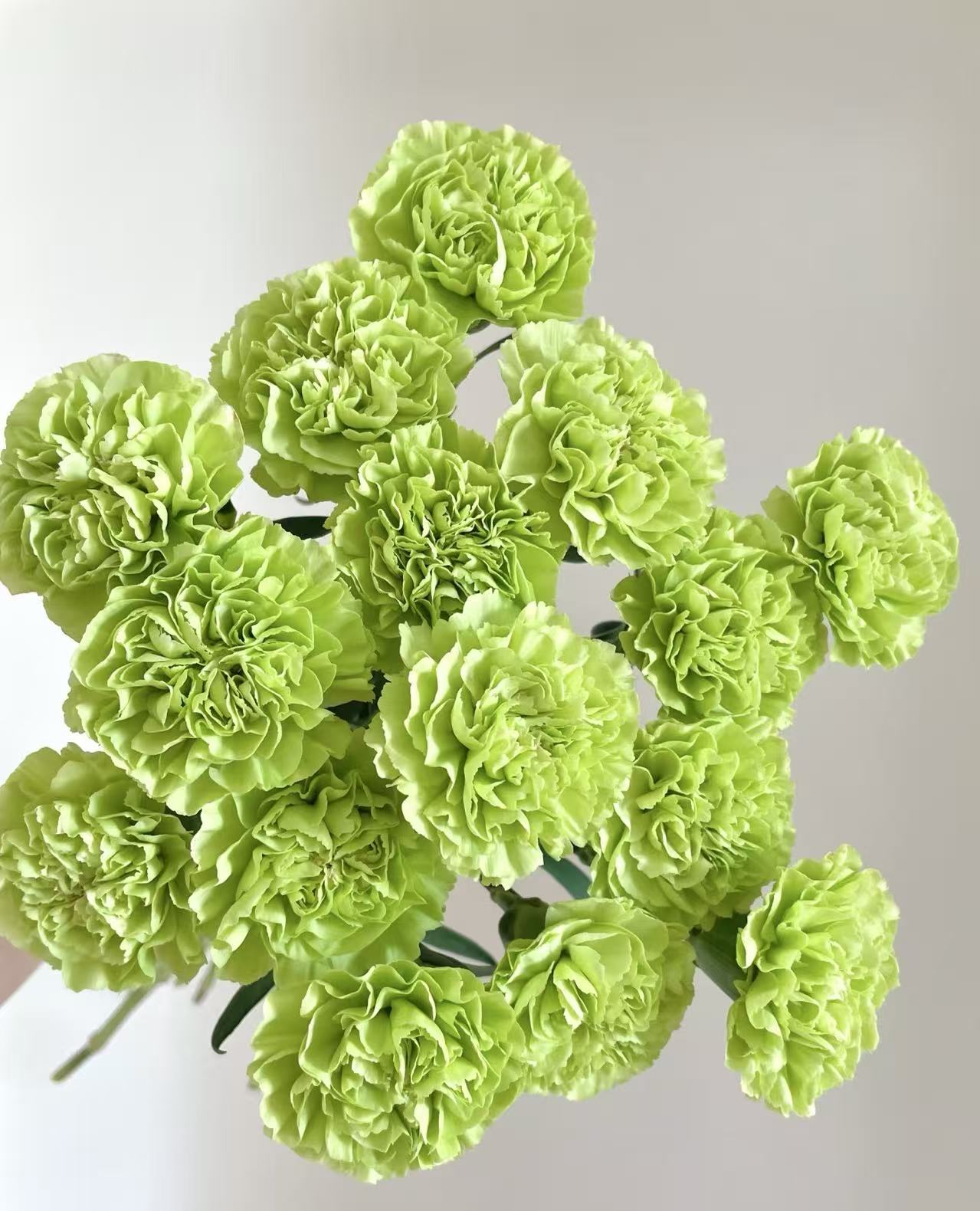 Single-headed Carnation with Green