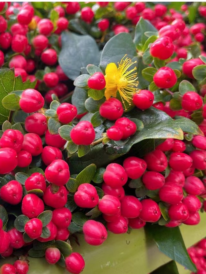 Hypericum