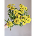তেল পেইন্টিং ডেইজি স্প্রে chrysanthemum