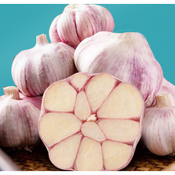 New Corp Fresh Garlic Specification