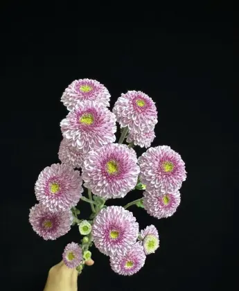 Fan Yan spray chrysanthemum