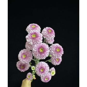 ফ্যান ইয়ান স্প্রে ক্রাইস্যান্থেমাম