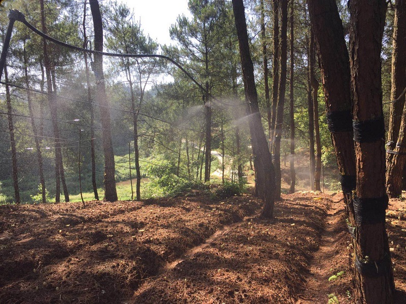 Qingcheng Agriculture's Fuling Forest Sprinkler Irrigation Project Successfully Completed, Receives High Praise from Client