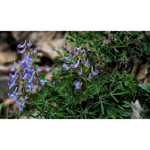 Pure Corydalis Rhizoma Extract for Enhanced Relaxation and Sleep