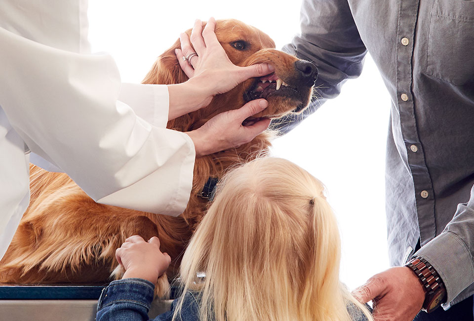 veterinary clinic