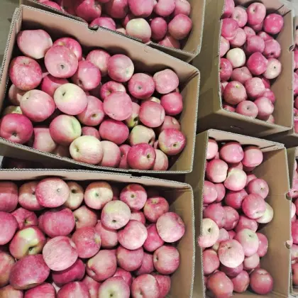 Yantai Produced Red Fuji Apple