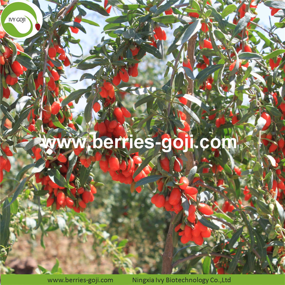 Tibet Goji Berry