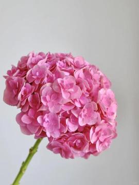 Fresh cut Pink Double Hydrangea for Wedding Decor