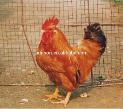 Feed grade complex digestive enzymes for animal SUNSON-I