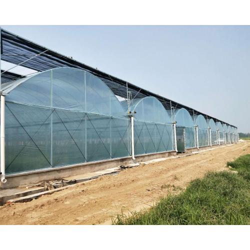 Multi Span Film Connected Greenhouse