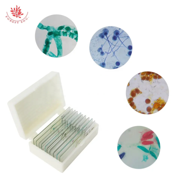 Microscopic Life Explorer: Teaching Resources for Algae, Fungi, and Small Animals