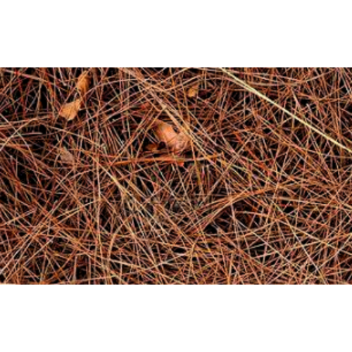 Natural Pine Needles Extract