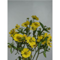 তেল পেইন্টিং ডেইজি স্প্রে chrysanthemum
