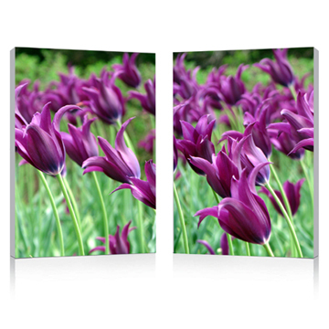 Flower Pictures