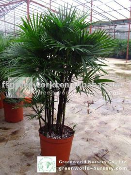 rhapis multifida small palm trees for indoor