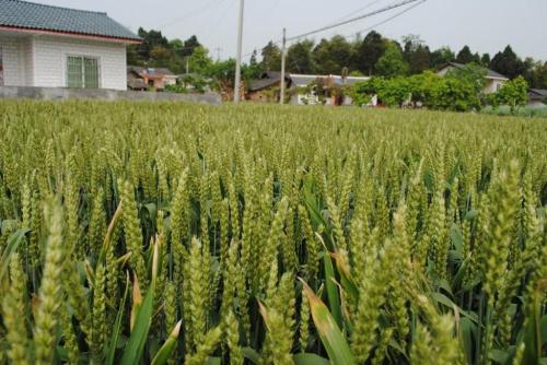 Benih gandum alami berkualitas tinggi untuk dijual