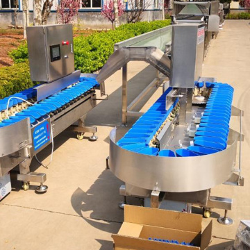 Machine de tri de poids du plateau rotatif pour les huîtres, les fruits de mer, les fruits et les légumes